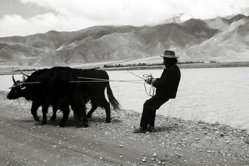 4 Sonia Costa_ Tibetan plateau