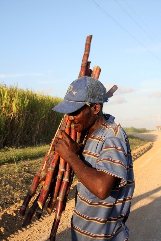 8 Sonia Costa_Sugar cane