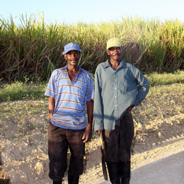 Sugar cane anteprima